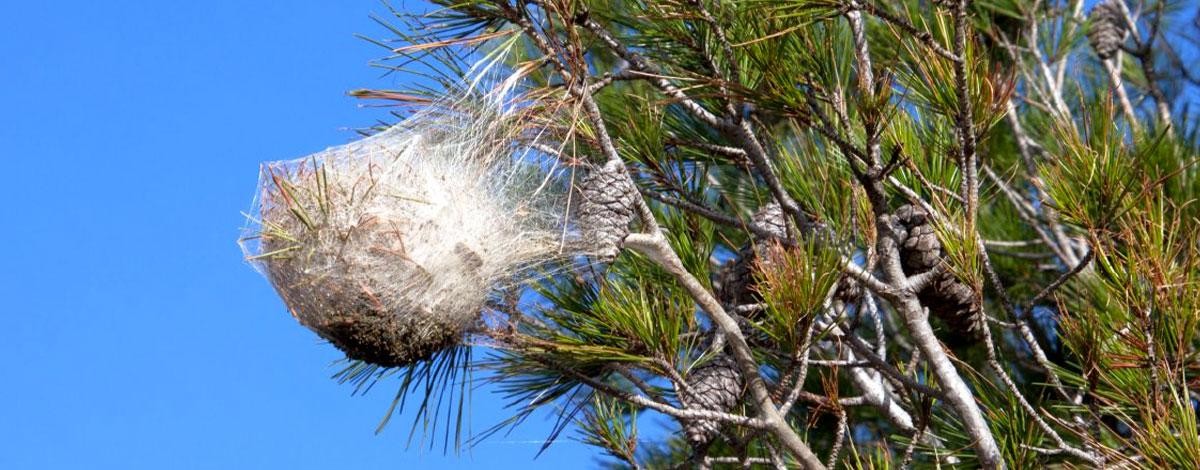 Chenille processionnaire du pin