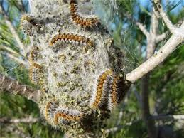 Comment enlever les chenilles dans son jardin