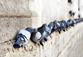 Problème avec les pigeons