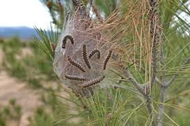 Dangers causés par les chenilles processionnaire du pin