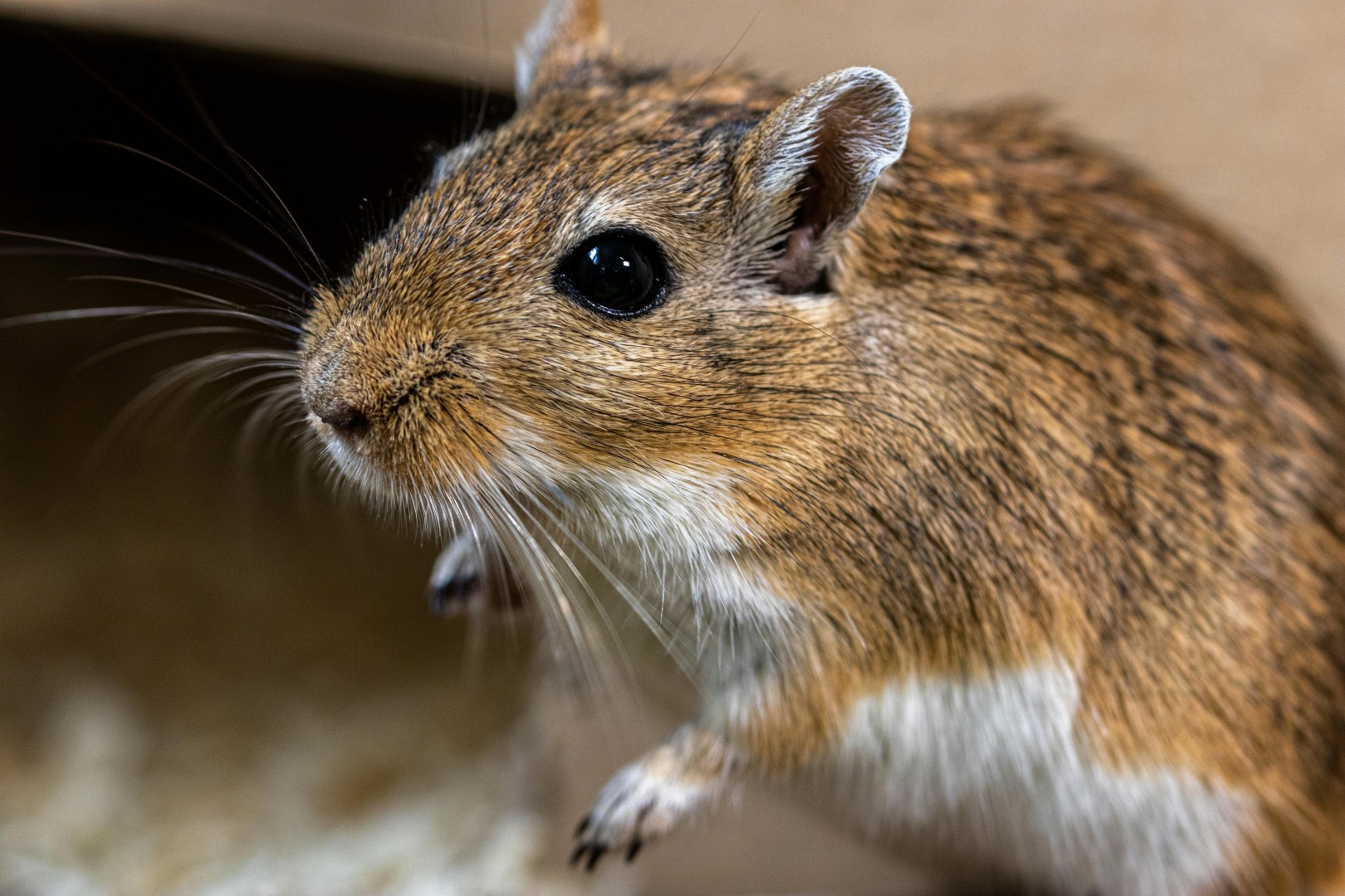 Comment se débarrasser efficacement des rats et des souris ?