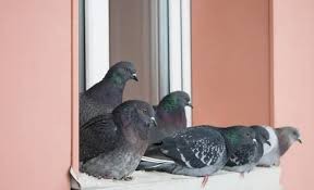 Nuisance des pigeons à Marseille et ses alentours