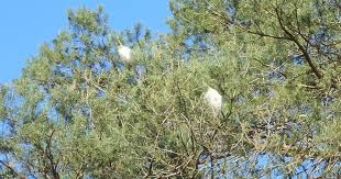 Nid de chenille processionnaire dans les pins