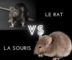 Rat ou souri dans votre domicile ? 