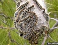 Éviter l'invasion des chenilles processionnaires dans votre jardin à Marseille et ses alentours