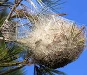 Cocons de chenilles dans les jardins